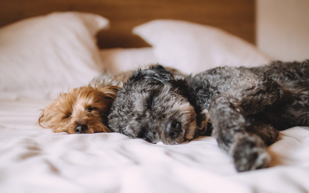 Study: Women get better sleep with a dog on the bed