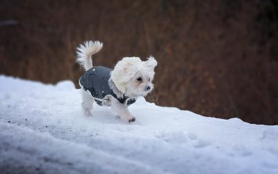 What Dogs Really Think About Dog Gear [Podcast]
