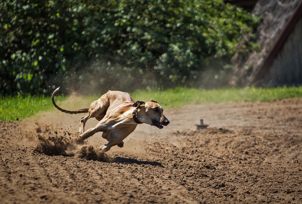 What will happen to Florida’s greyhounds after dog racing ban?