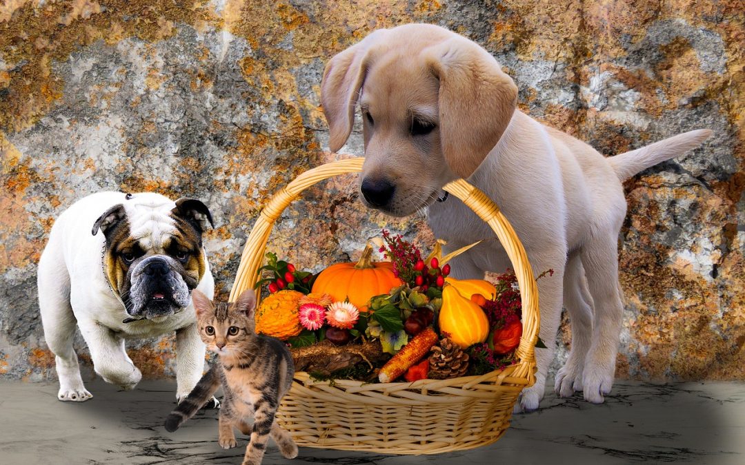 5 Tips for Having a Safe Thanksgiving With Dogs