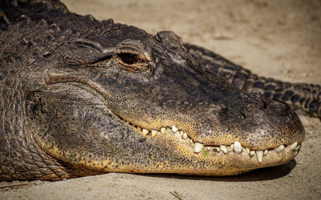 ‘He’s like a dog’: Owner of 7-foot alligator found in home vows to get his pet back