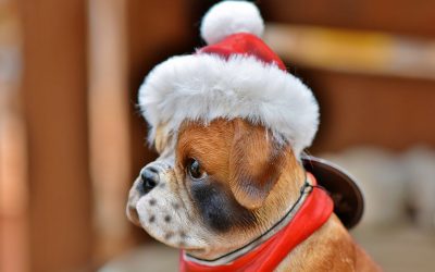 Should you give a pet as a gift?