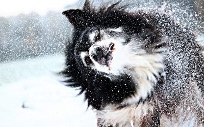 Winter Health and Wellness Tips for Your Dog