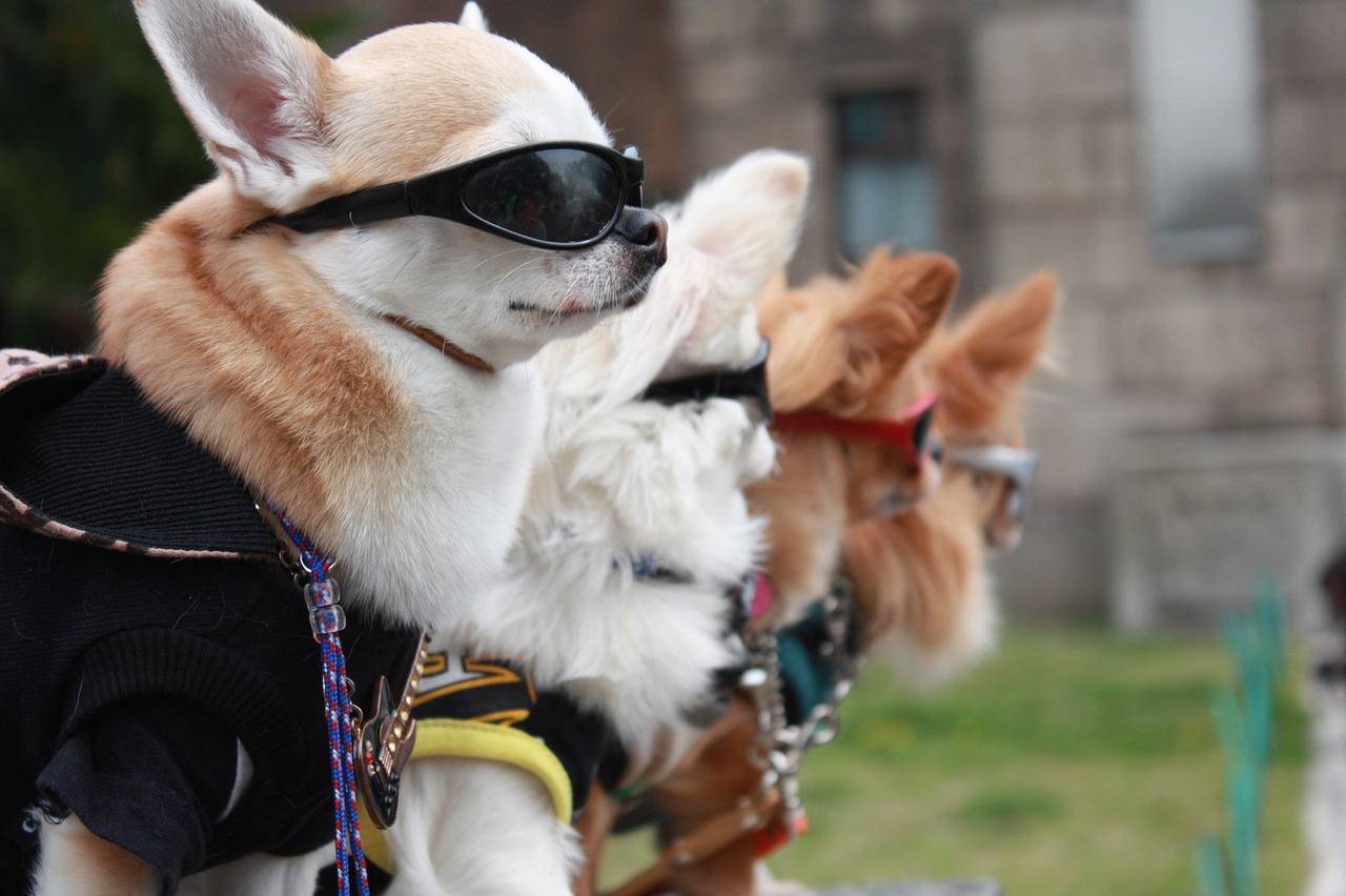 Dog influencers are so popular, they need their own talent agency